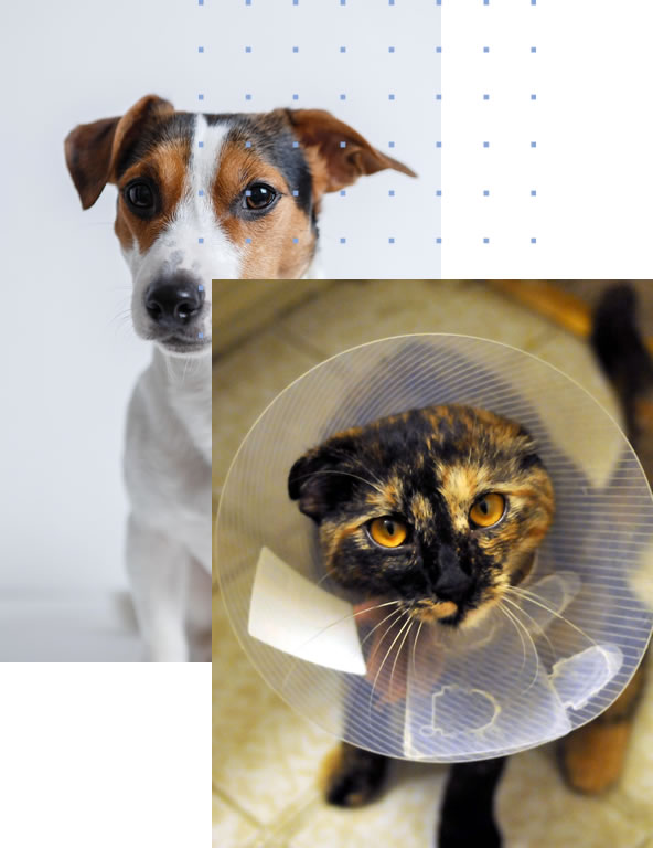 imagen_comprometidos